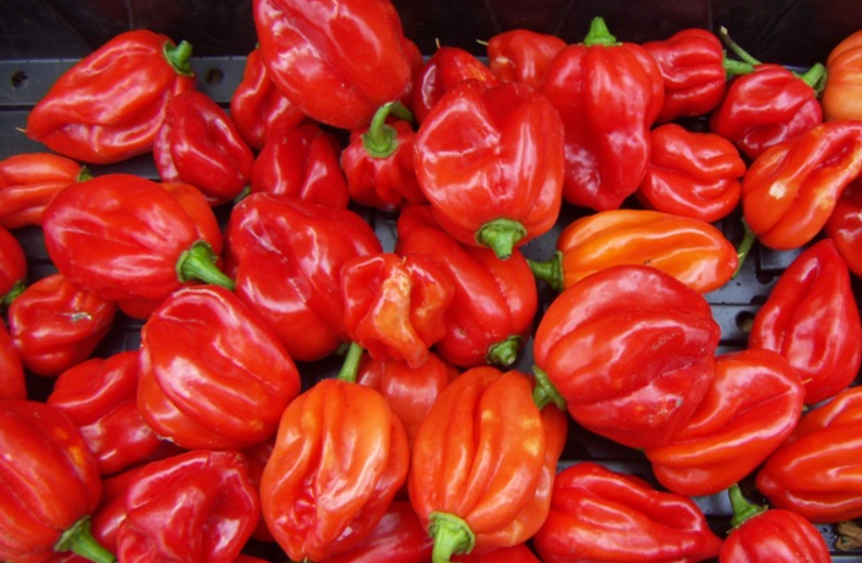 FRESH PEPPER – HABANERO